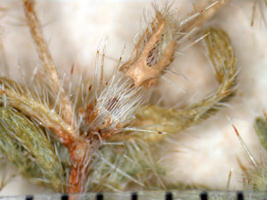 Specimen closeup of fruits of Greeneocharis circumscissa var. circumscissa (SD28881)