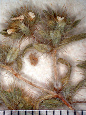 Specimen closeup of flowers of Greeneocharis circumscissa var. circumscissa (SD28881)