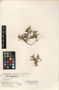 Johnstonella albida LP21483 herbarium sheet