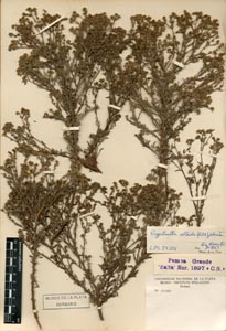 Johnstonella albida LP24006 herbarium sheet