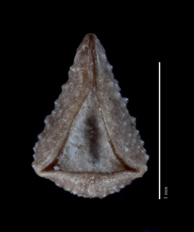 Johnstonella albida SD99139 nutlet, ventral view