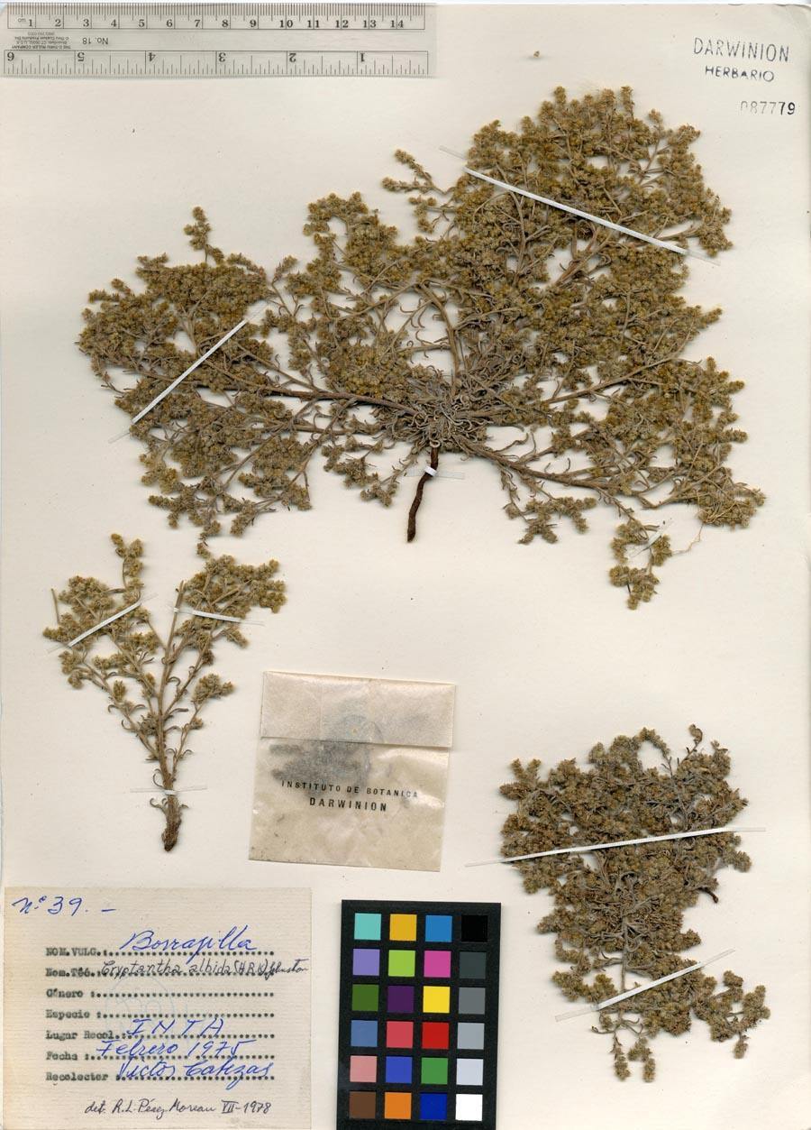 Johnstonella albida SI87779 Herbarium Sheet