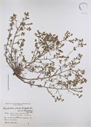 Johnstonella albida SI87780 Herbarium Sheet