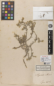 P00670727-Myosotis_albida-Holotype