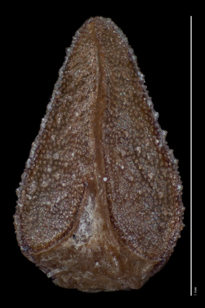 SBBG46949 large nutlet ventral view