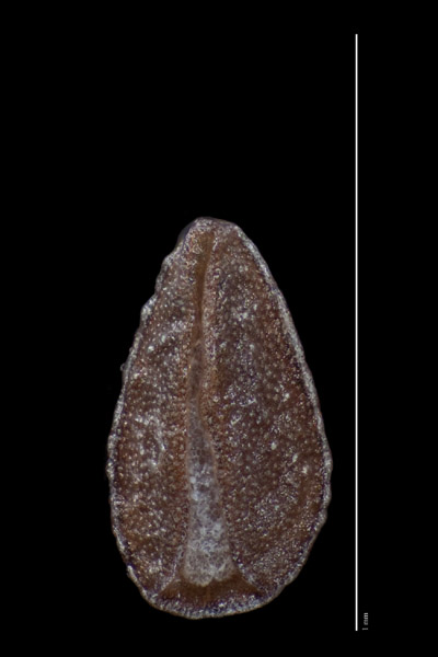 SBBG46949 small nutlet ventral view