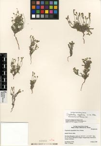 SD142252 specimen