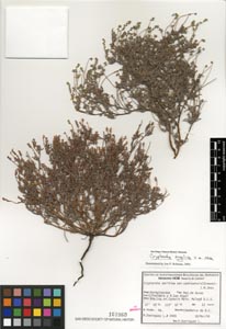 SD161960 specimen