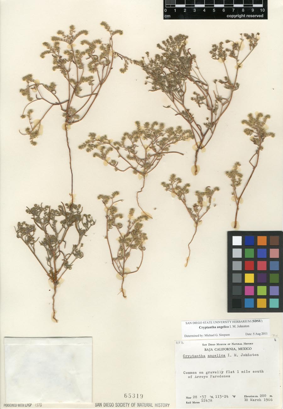 SD65319 herbarium sheet