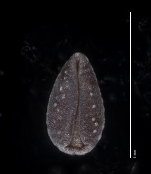 SD94589, small nutlet, ventral view