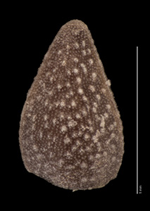 SDSU22760 large nutlet dorsal view