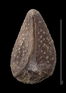 SDSU22760 large nutlet ventral view