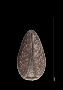 SDSU22760 small nutlet ventral view