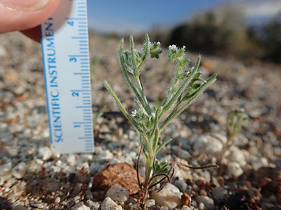 Johnstonella angelica
SDSU22842 field shot3