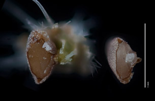 Johnstonella angustifolia (SDSU13030) nutlet cross sections