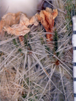 Johnstonella angustifolia (SDSU13030) flower2