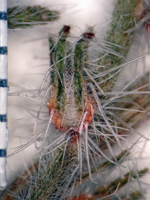 Johnstonella angustifolia (SDSU13030) fruit