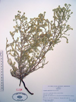 Johnstonella angustifolia (SDSU13030) herbarium specimen1