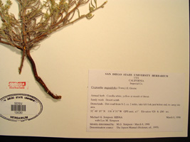 Johnstonella angustifolia (SDSU13030) herbarium specimen2