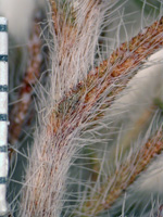 Johnstonella angustifolia (SDSU13030) stem and leaf