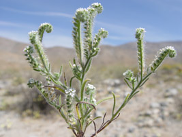 Johnstonella angustifolia (SDSU18676) field photo1