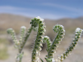 Johnstonella angustifolia (SDSU18676) field photo2