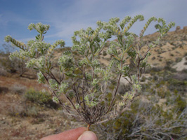 Johnstonella angustifolia (SDSU18687) field photo1