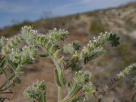 Johnstonella angustifolia (SDSU18687) field photo2