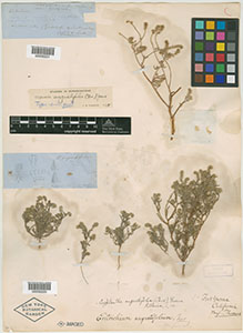 Holotype of Eritrichium angustifolium, NY00335220