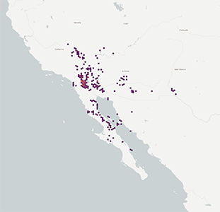 Distribution map of Johnstonella angustifolia-GBIF