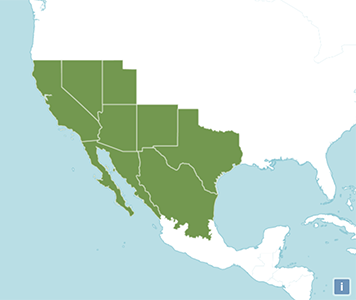 Distribution map of Johnstonella angustifolia-POWO