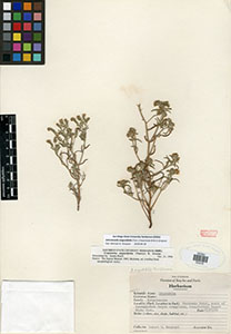 SDSU05376 specimen Johnstonella angustifolia