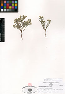 SDSU18965 johnstonella angustifolia