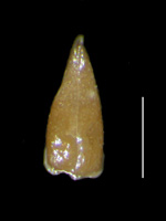 Johnstonella costata SD113106 nutlet, dorsal view