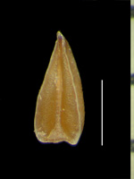 Johnstonella costata SD113106 nutlet ventral view