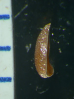 Johnstonella costata SD127608 nutlet side view