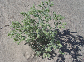 Johnstonella costata SDSU17342 in the field