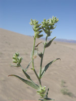 Johnstonella costata SDSU17342 in the field close-up