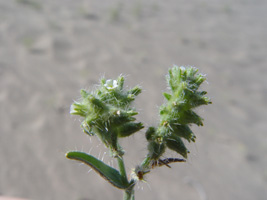 Johnstonella costata SDSU17342 in the field close-up 2