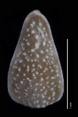 SI 47823 nutlet dorsal view