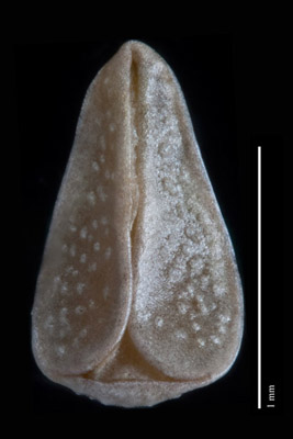 SI 47823 nutlet ventral view