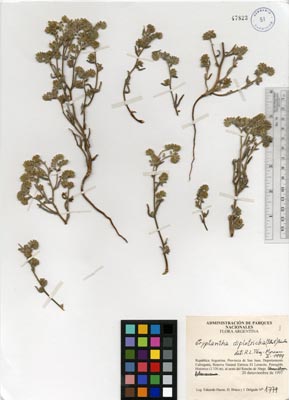 SI 47823 herbarium sheet