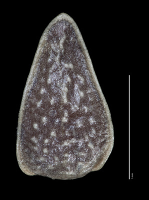 SI 87772 nutlet dorsal view