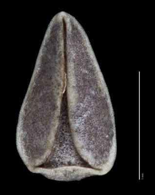 SI 87772 nutlet ventral view