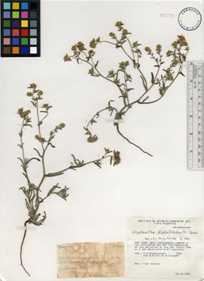 SI 87772 herbarium sheet