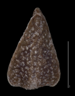 SI 87773 nutlet dorsal view