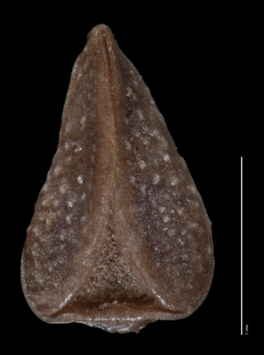 SI 87773 nutlet ventral view