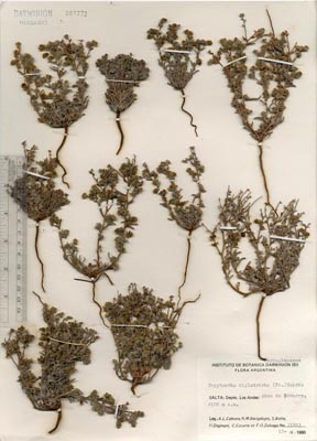 SI 87773 herbarium sheet