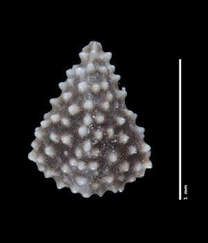 TEX00208442 nutlet, Dorsal view