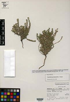 TEX00208442 Herbarium Sheet